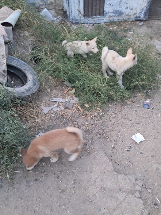 Щинки западно сибирской лайки