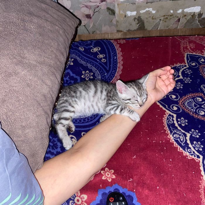 Шотланские 1 месяц.