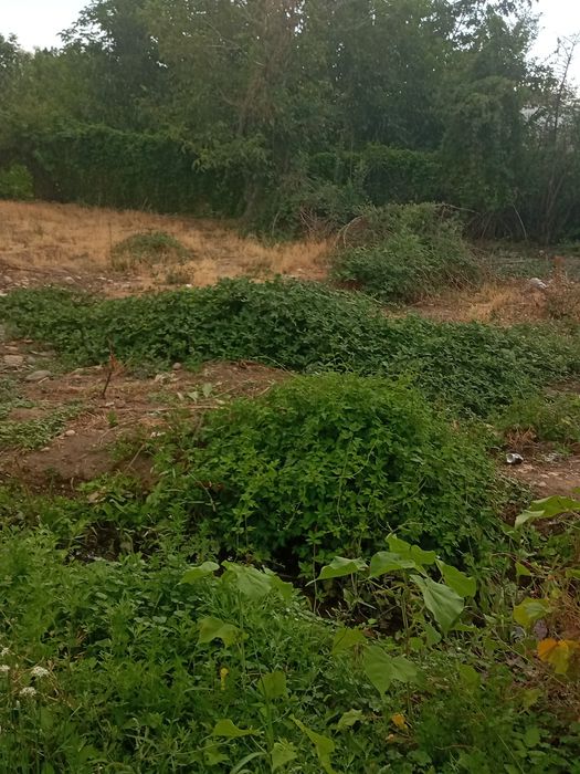 Участок в Таразе