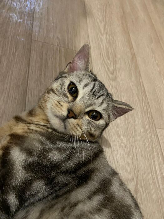 Шотландская кошка