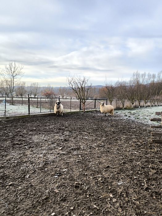 vând berbeci mai multe detalii la numărul de telefon