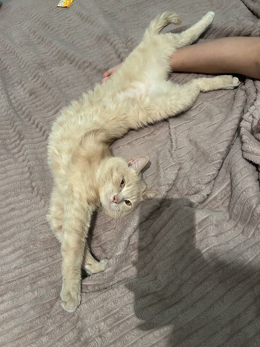 Отдам кота бесплктно