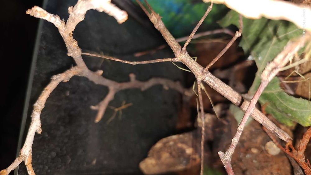 Анамската пръчка  или Annam walking stick - пръчици