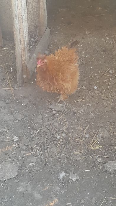 De vânzare Ouă de găină moțate pentru incubat