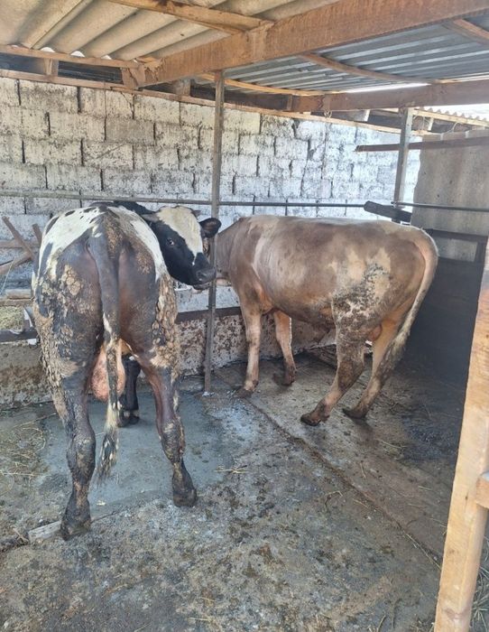 Продам 2 бычков на откорме