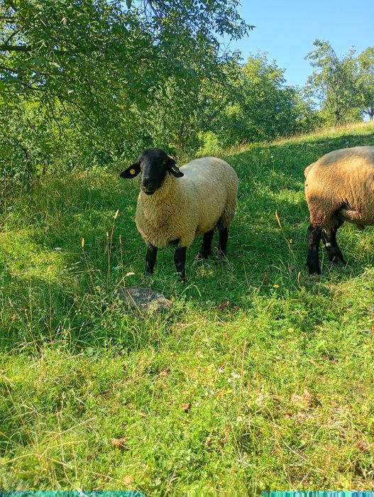 Berbecuți suffolk