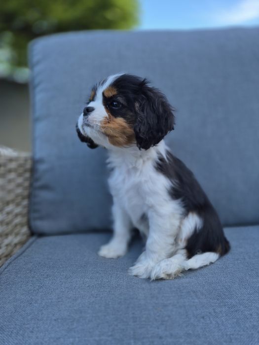 Cavalier king charles