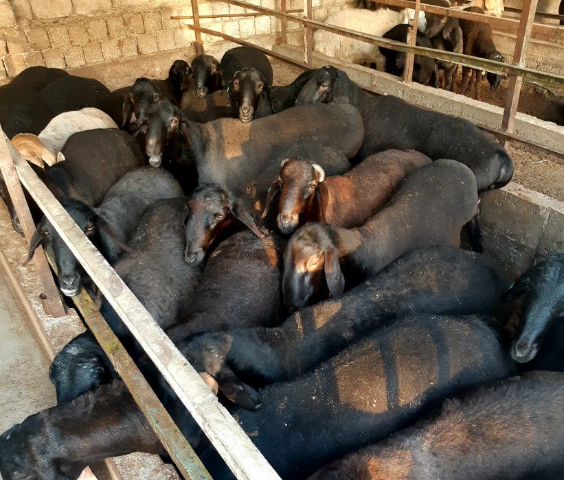 85,000сўмдан Qassob Кассоб  Кўй