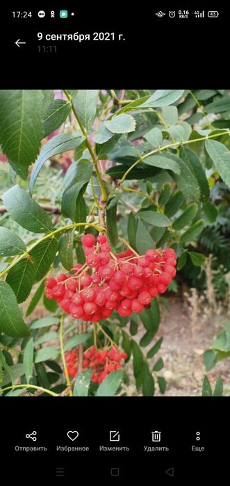 Продам местные саженцы