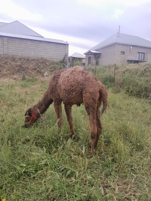 Тез арада Бота сатылады