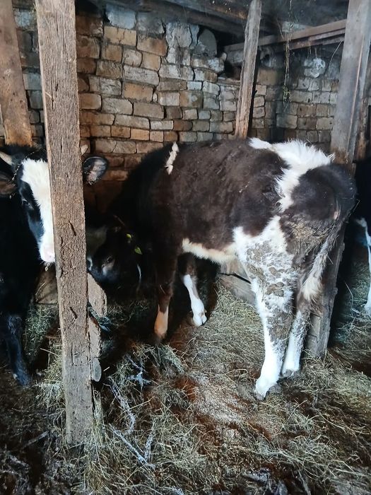 Манипулятор. Эвакуатор. Автовышка. Кран.