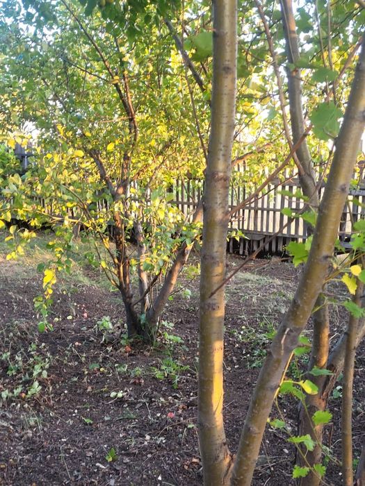 Продам дачу сад Березка