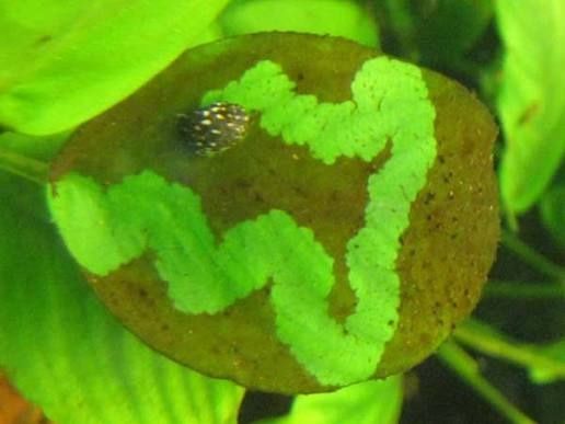 Аквариумные рыбки