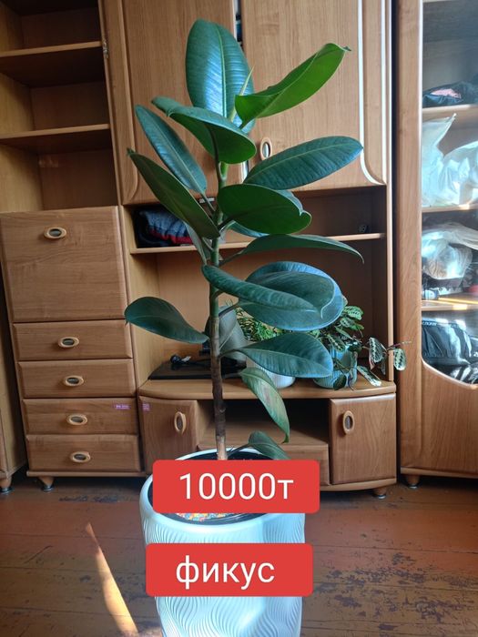 Цветы домашние