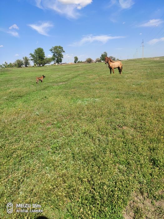 Продам лошадь мерин