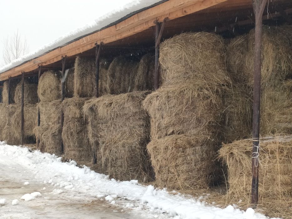 Продам сено 2025 сухое зеленое
