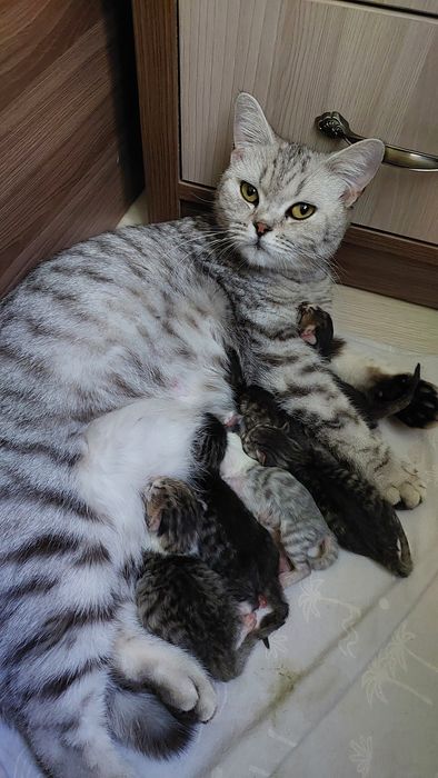 Котята ищут  дом