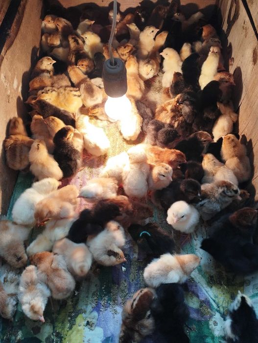 Продам цыплят от домашних кур несушек