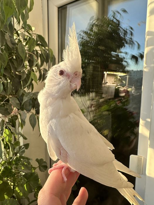 Корелла попугай