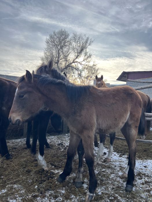 Жабагы тайлар сатылады еркек