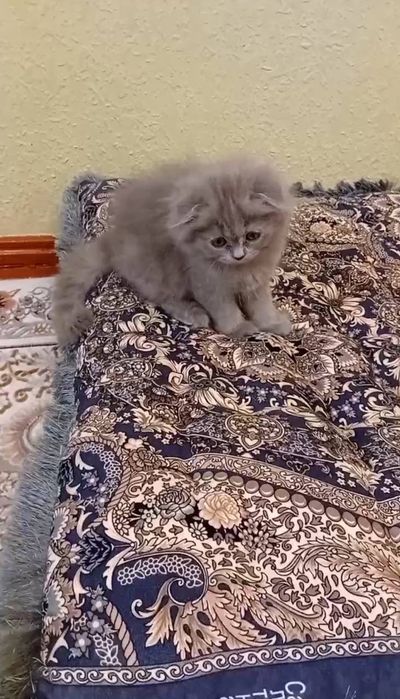 Продаются очеравательные котята скотиш фолд и страйт