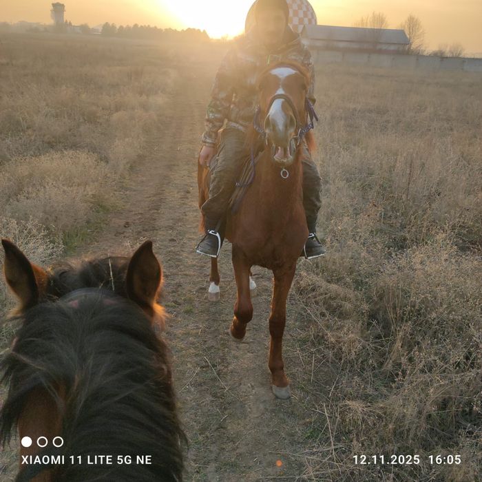 Продам коня 2.5 года