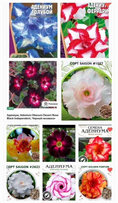 Адениумы, недорого.