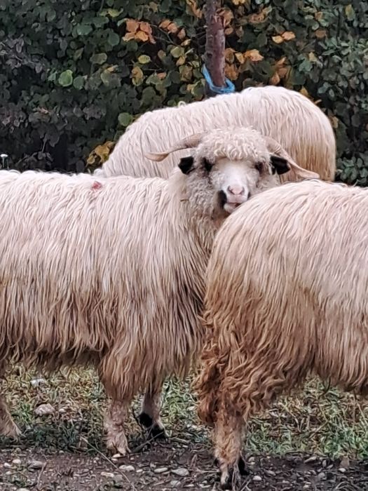 De vănzare 3 oi țurcane