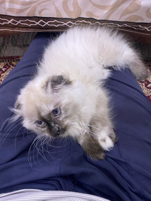 мушукча сотилади