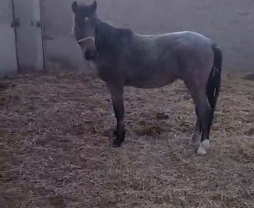 семіз жылқы соғымға сатылады