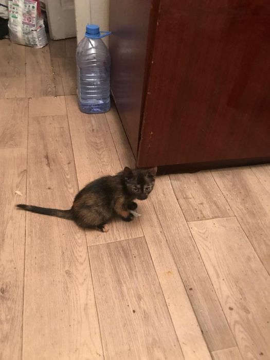 Отдам в добрые руки котенка