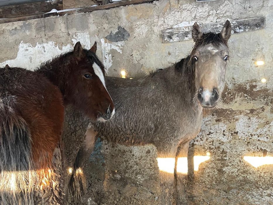 Лошади, жылқы, тай сатылады