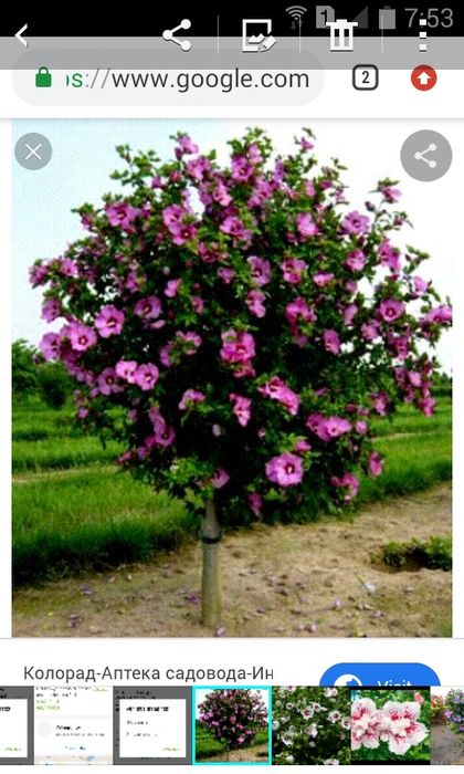 сирень индийский.вющая розаПовлоня..Сирийская роза..штамп .роза ко