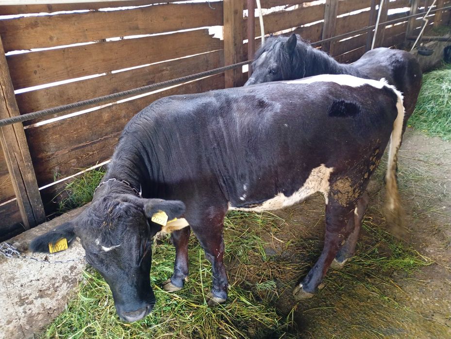 De vânzare două junele și un taur