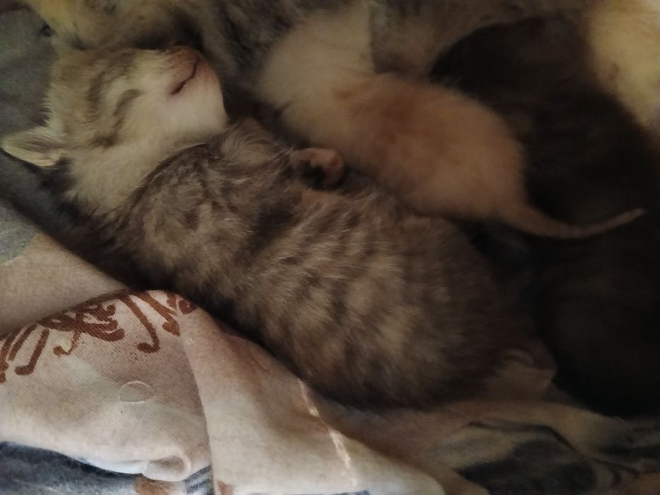 Шотландские котята