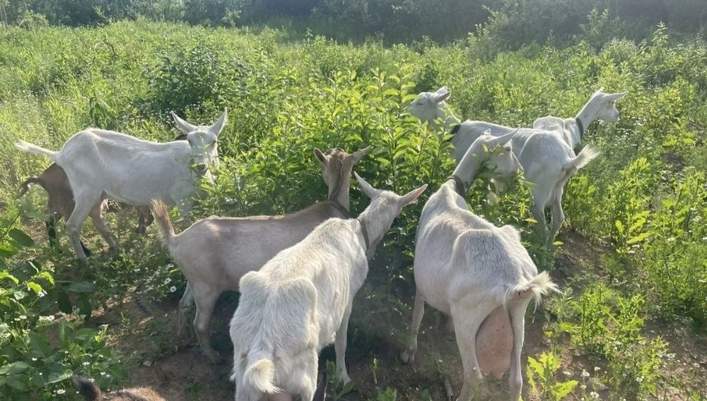 Заанен Алпий козы