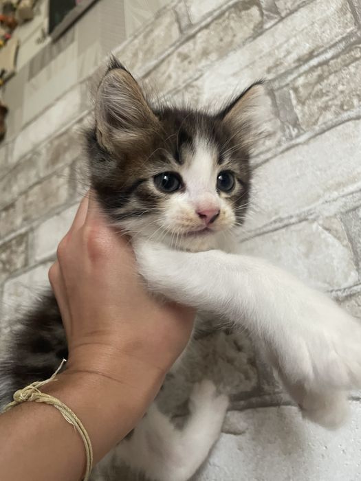 Отдам котят в хорошие руки