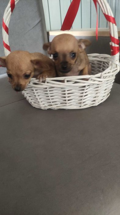 Русский той-терьер