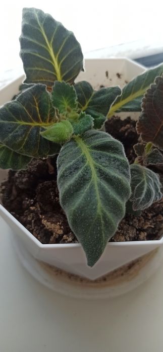 Продам цветы комнатные