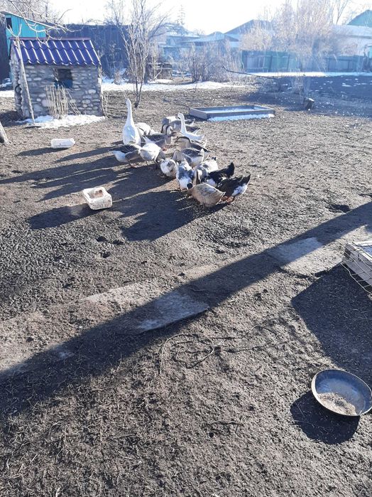 Продам гусей и уток