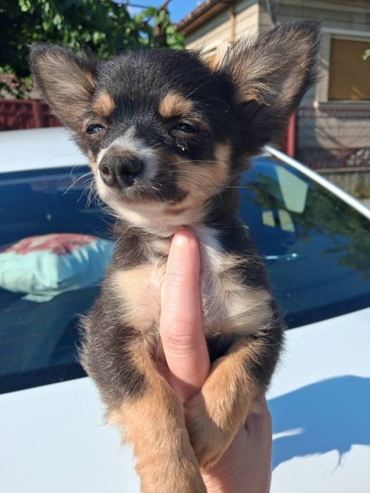 Băiețel chihuahua
