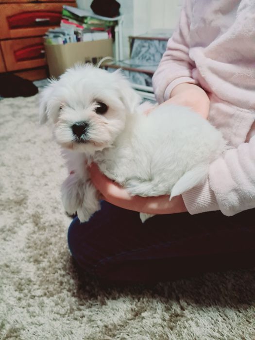 Pui Bichon Maltez