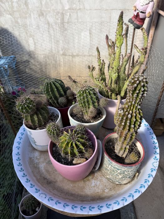 Cactusi, diverse marimi si sortimente