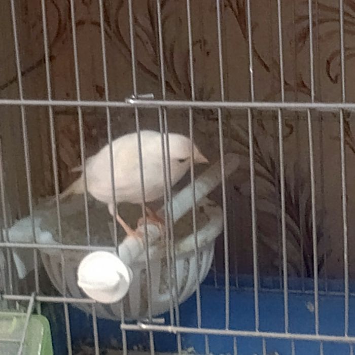 Продаются молодые канарейки самцы