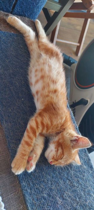 Подарявам мъжко котенце