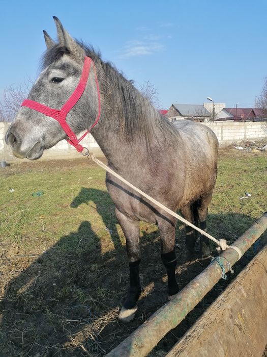 De vânzare trei cai tineri curați merg bine la căruță