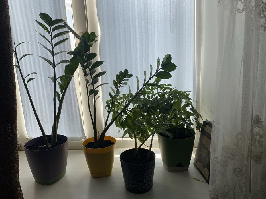 Цветы комнатные от 1000 тенге