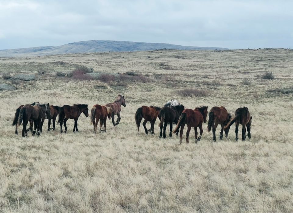 Ірі еркек тайлар сатылады