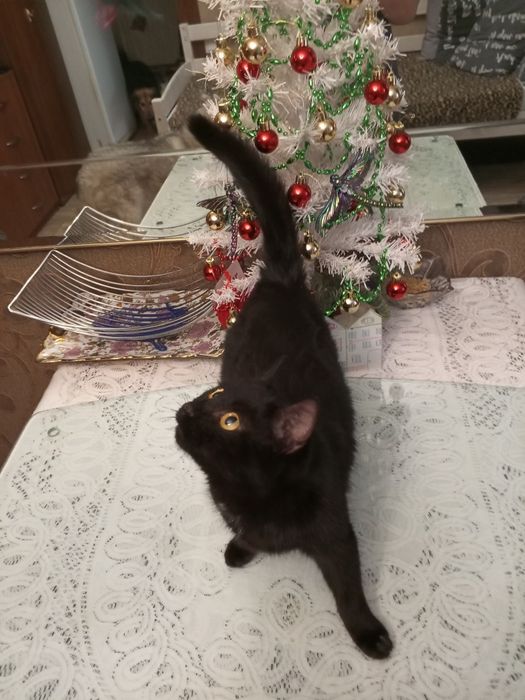 В дар котёнка 5 мес. Мальчик (Гоголя Муратбаева)