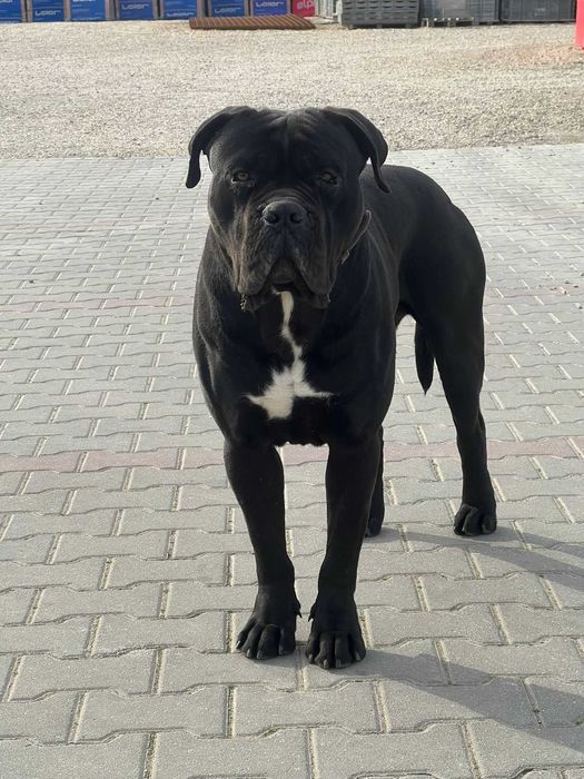 Cane Corso mascul, 1 an și 8 luni, pedigree + vaccinuri la zi